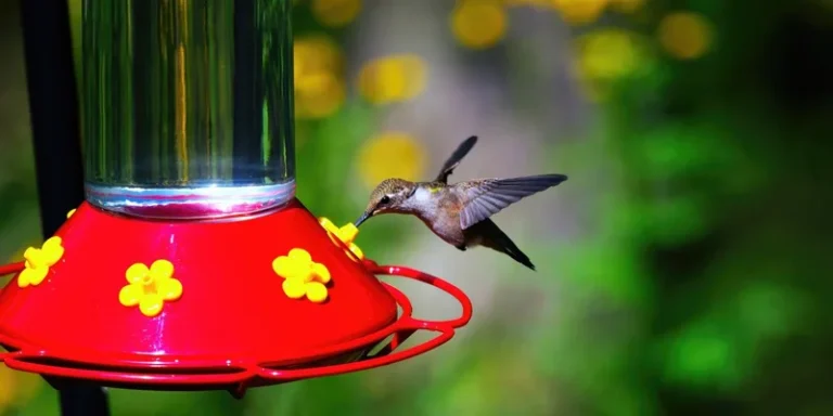 Hummingbird hovering and feeding from a bright red backyard feeder with a lush garden backdrop
