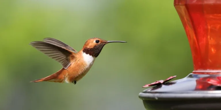 Rufous hummingbird gracefully hovers by a red nectar feeder