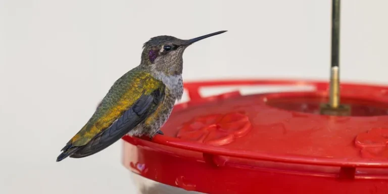 Close-up of an Anna's hummingbird resting on a red feeder in Wenatchee, Washington