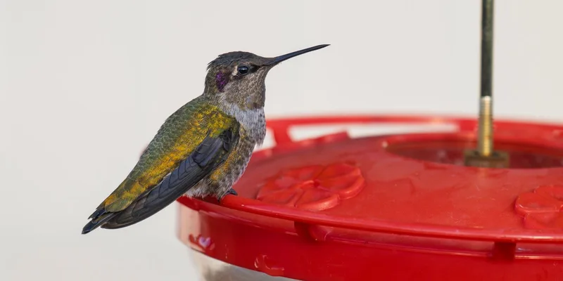 Close-up of an Anna's hummingbird resting on a red feeder in Wenatchee, Washington