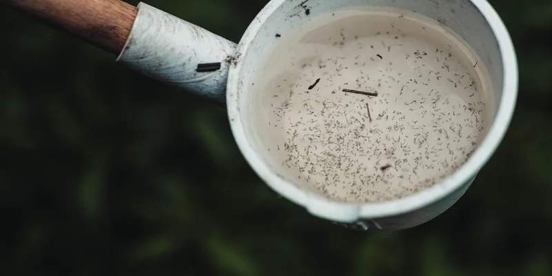 Close-up view of mosquito larvae in a scoop of water