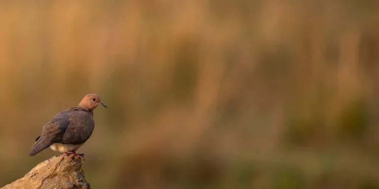 A mourning dove rests on a rock against a blurred natural background, embodying tranquility