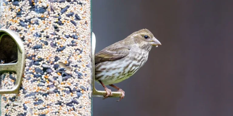Close-up of a female house finch perched on a metal bird feeder filled with mixed seeds