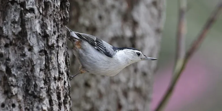 Close-up of a White-Breasted Nuthatch on a tree trunk in its natural habitat