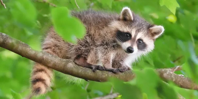 A young raccoon sits on a tree branch surrounded by lush green leaves in Darien, Connecticut