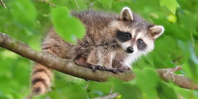 A young raccoon sits on a tree branch surrounded by lush green leaves in Darien, Connecticut