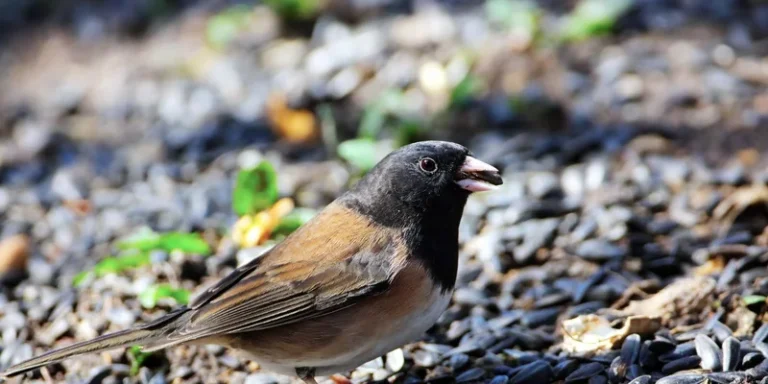 Dark-eyed junco bird pecking seeds on the ground