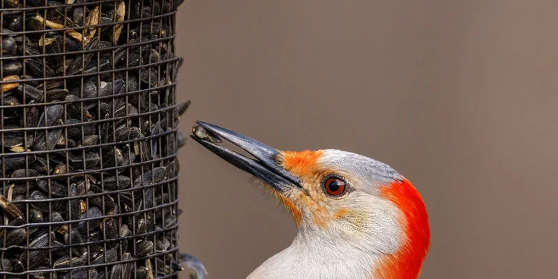 Close-up of a Red-bellied Woodpecker eating sunflower seeds from a feeder