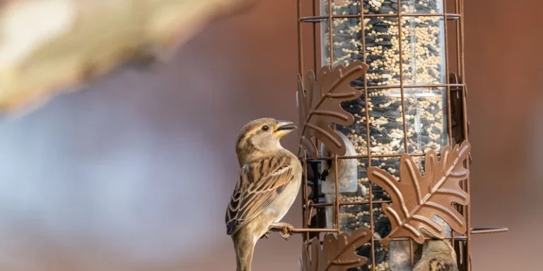 House sparrow perched on a decorative seed feeder during daytime in Canonsburg, PA