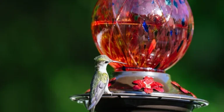 A close-up of a hummingbird perched on a colorful feeder against a lush green background