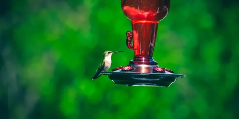 A hummingbird perched and drinking from a red glass feeder with a green blurred background outdoors