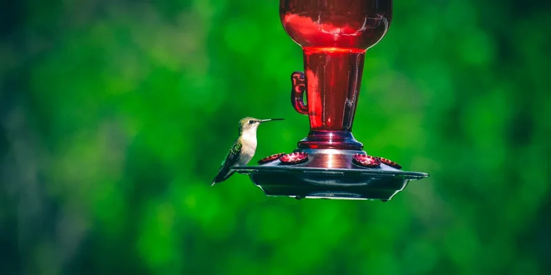 A hummingbird perched and drinking from a red glass feeder with a green blurred background outdoors
