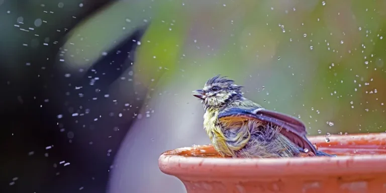 A vibrant bird enjoys a refreshing bath in a garden water dish