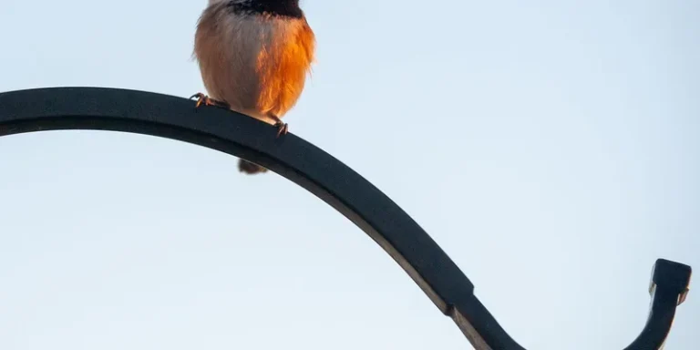 A chickadee perched on a curved black metal hook during sunset