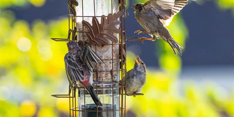 Three lively birds interacting at a backyard feeder on a sunny day. Bright and vibrant
