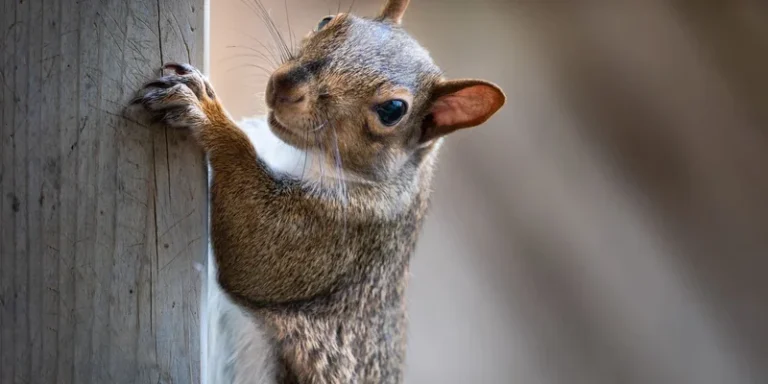 Adorable close-up of a squirrel climbing a wooden post