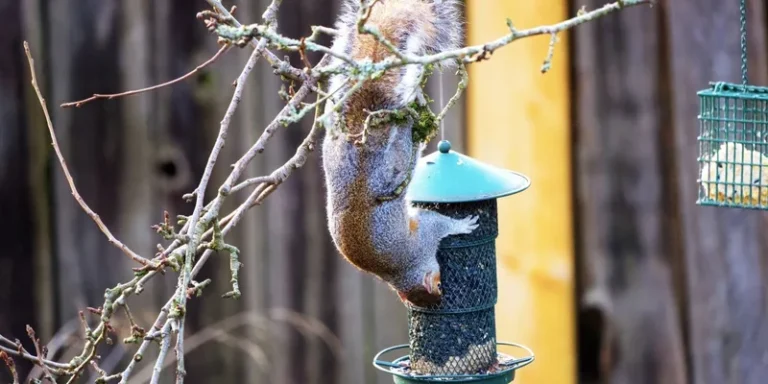 A grey squirrel hangs upside down on a bird feeder eating seeds in a backyard