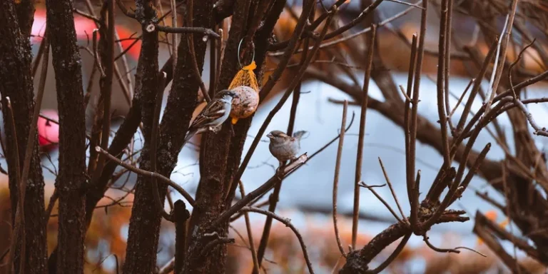 Sparrows feeding on a suet ball hanging from a tree during winter