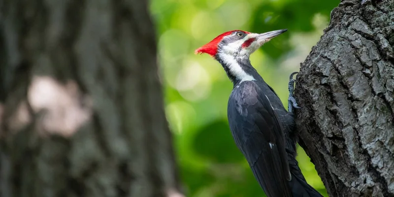A vivid pileated woodpecker perched on a tree trunk, captured outdoors in a natural setting