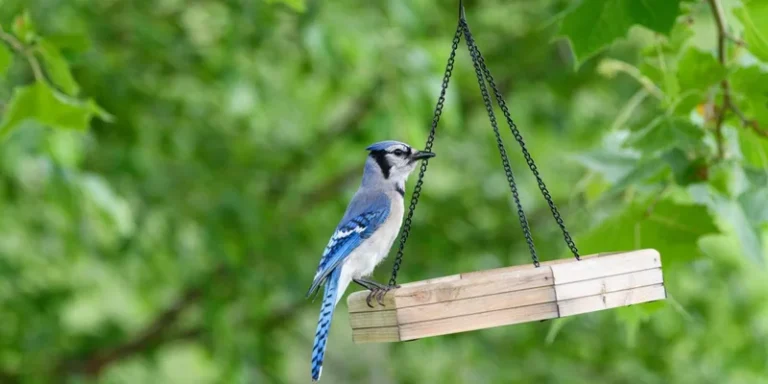 A vibrant blue jay sits on a wooden bird feeder surrounded by lush green leaves