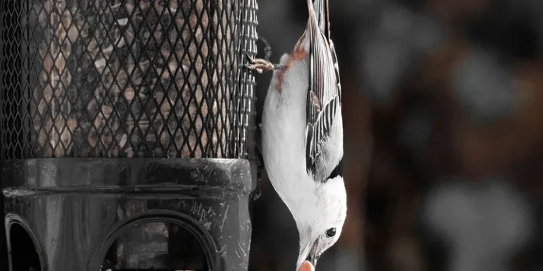 A White-Breasted Nuthatch hangs upside down on a bird feeder in Darien, Connecticut