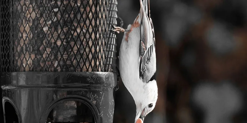 A White-Breasted Nuthatch hangs upside down on a bird feeder in Darien, Connecticut