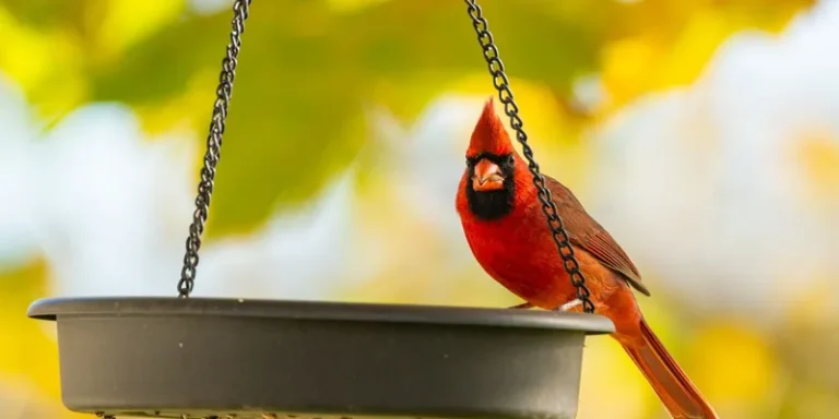 A striking Northern Cardinal sitting on a bird feeder with a soft autumn background
