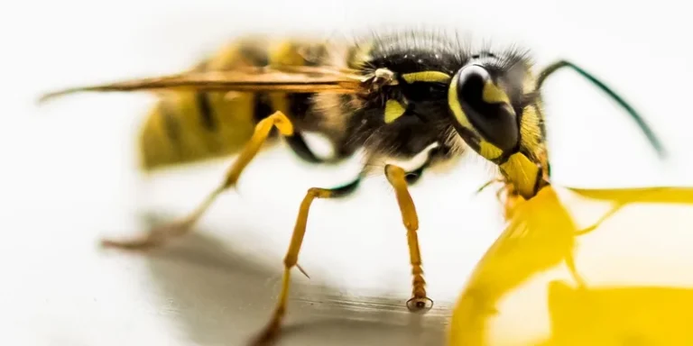 Detailed macro shot of a wasp feeding on an unknown yellow substance