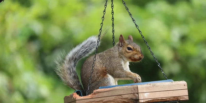 A curious Eastern Gray Squirrel perched on a bird feeder in Green Island, NY, USA