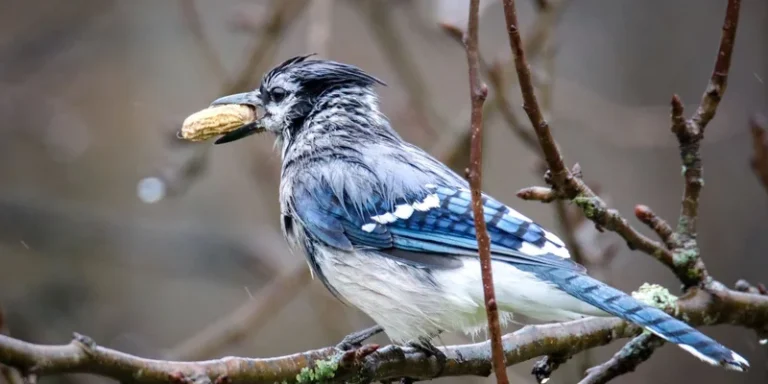 Close-up of a blue jay bird holding a peanut while perched on a branch