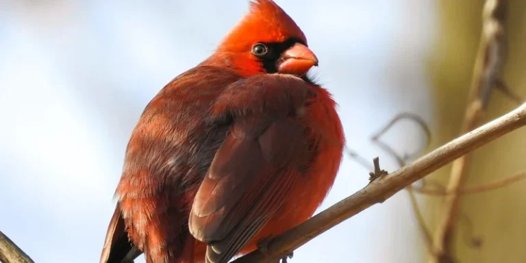 A stunning northern cardinal sits gracefully on a branch