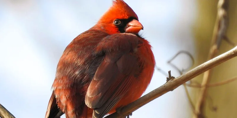 A stunning northern cardinal sits gracefully on a branch