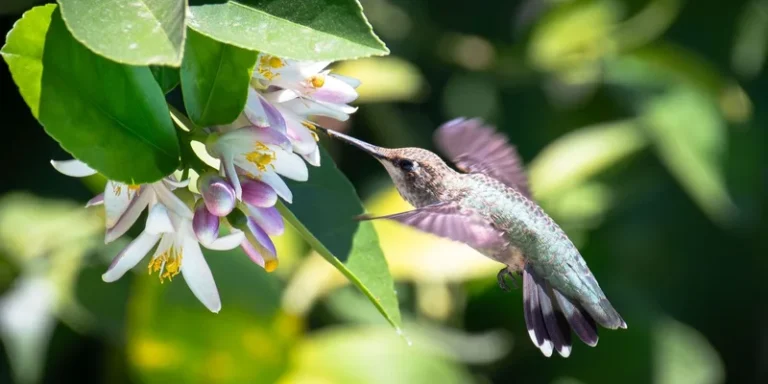 A vibrant hummingbird gathers nectar from blooming lemon flowers, captured against a sunny green backdrop