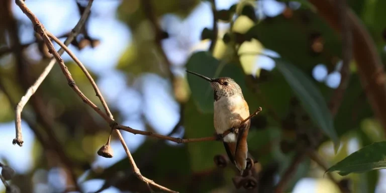 Rufous hummingbird resting on a branch amidst green leaves in a serene natural setting