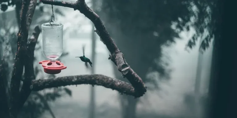A hummingbird in motion near a feeder amidst a foggy forest in Bogotá, Colombia