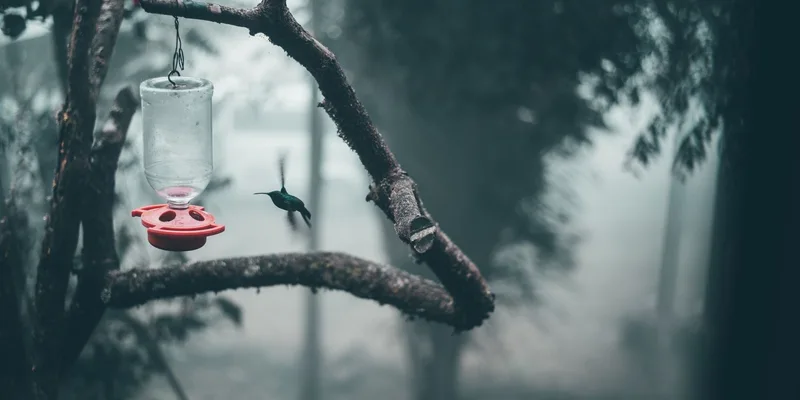 A hummingbird in motion near a feeder amidst a foggy forest in Bogotá, Colombia