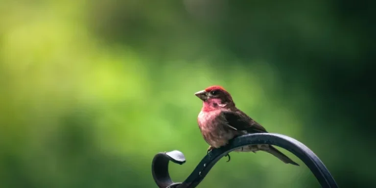 House Finch perched on a metal railing with a blurred natural background