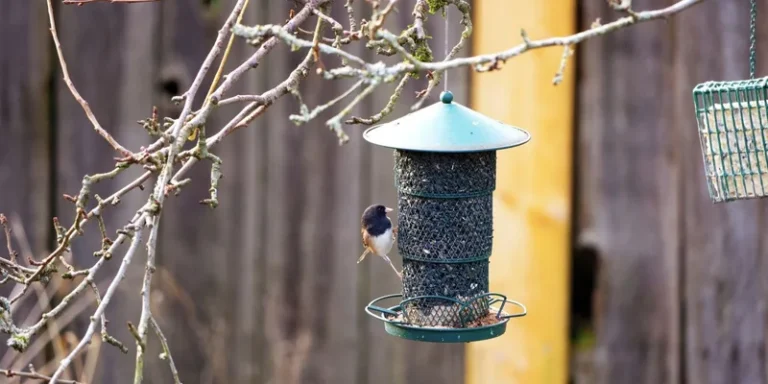 A chickadee perched on a hanging bird feeder in a backyard garden during winter