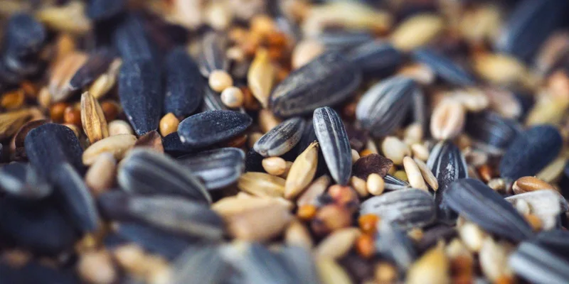 Macro shot of a variety of mixed seeds including sunflower and millet