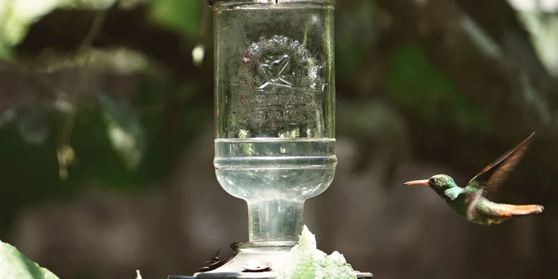 A vibrant hummingbird hovers near a clear glass feeder in a serene garden setting