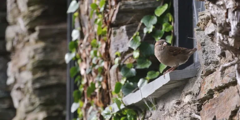 A sparrow perches on an ivy-covered stone wall windowsill