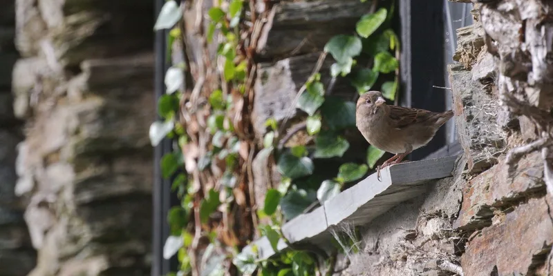 A sparrow perches on an ivy-covered stone wall windowsill