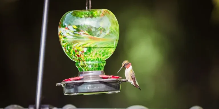 A vibrant hummingbird feeds at a decorative glass feeder, captured in natural lighting